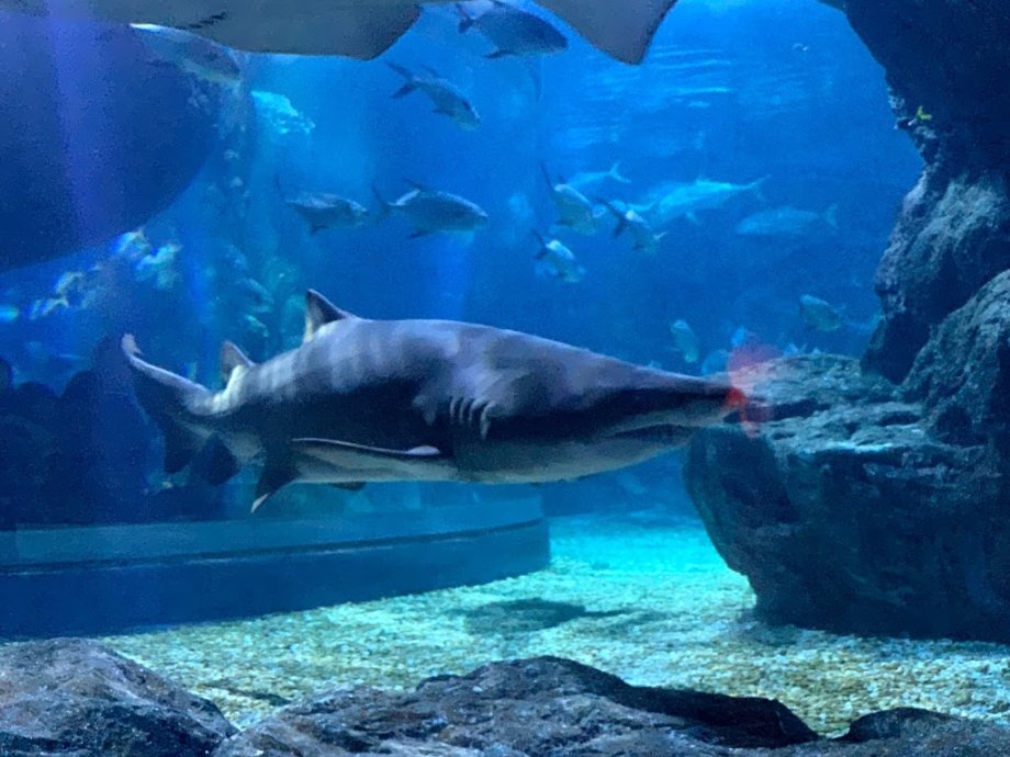 Sea Life Bangkok Ocean World - Foto 7