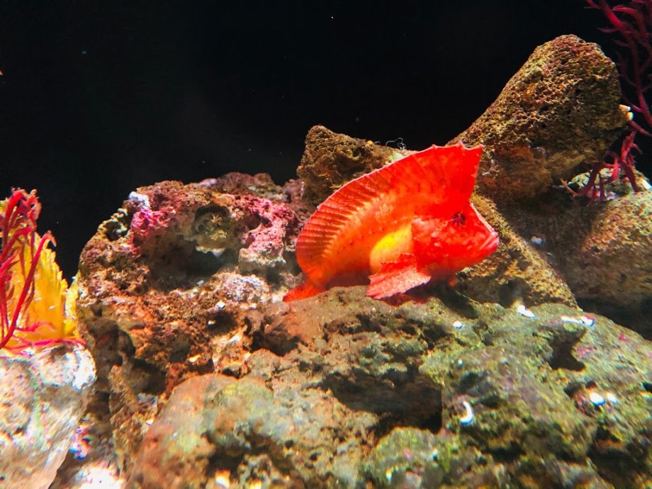 Sea Life Bangkok Ocean World - Foto 8