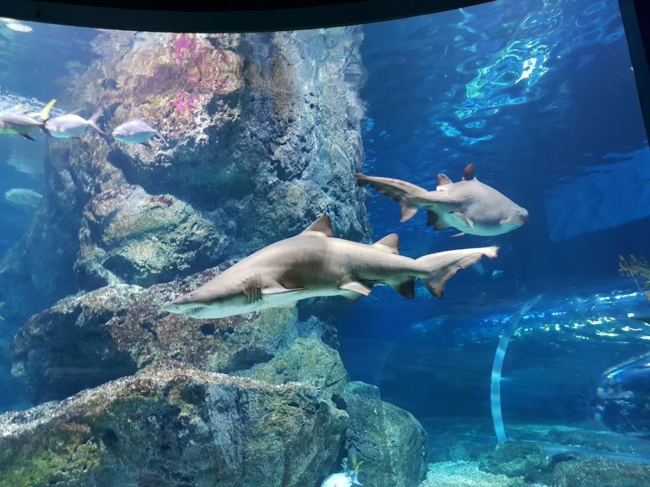 Sea Life Bangkok Ocean World - Foto 9