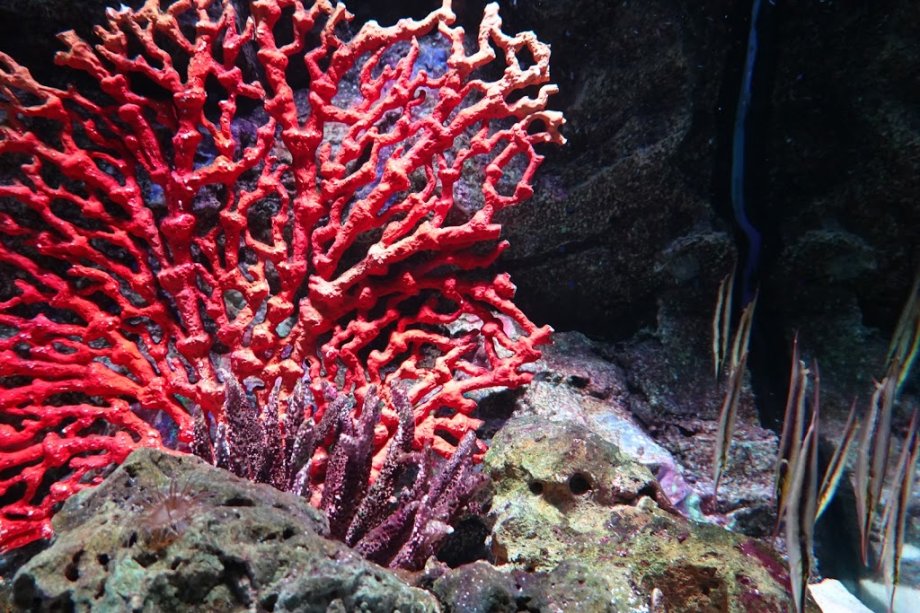 Sea Life Bangkok Ocean World - Foto 10