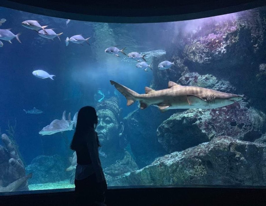 Sea Life Bangkok Ocean World - Foto 12