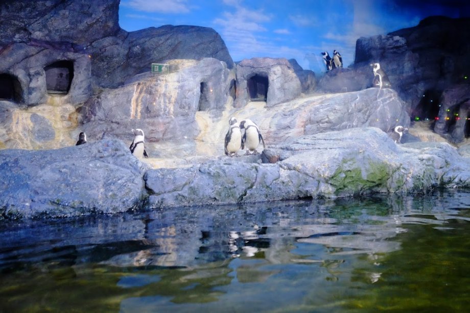 Sea Life Bangkok Ocean World - Foto 14