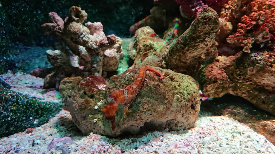 Sea Life Bangkok Ocean World - Foto 16