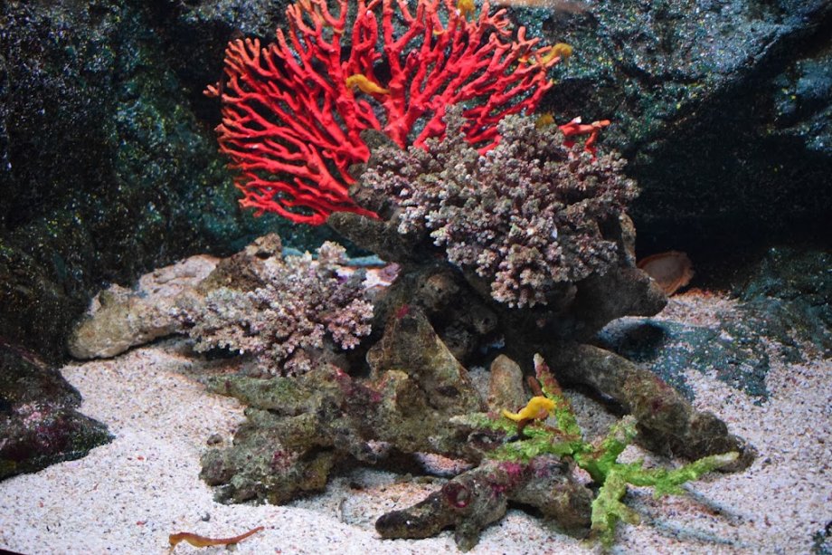 Sea Life Bangkok Ocean World - Foto 17