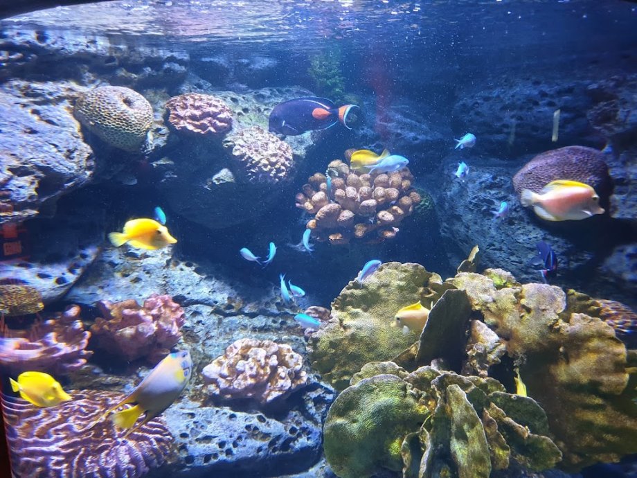 Sea Life Bangkok Ocean World - Foto 18