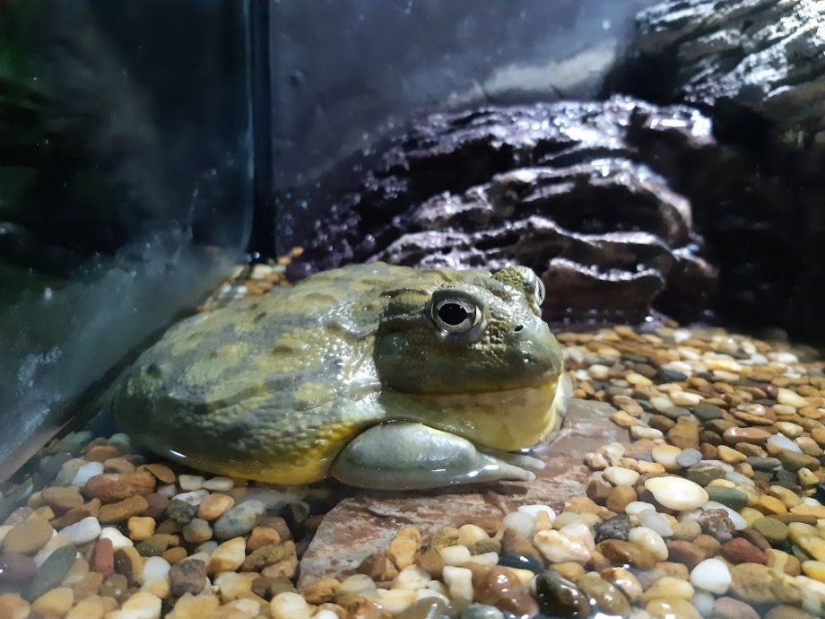 Sea Life Bangkok Ocean World - Foto 20