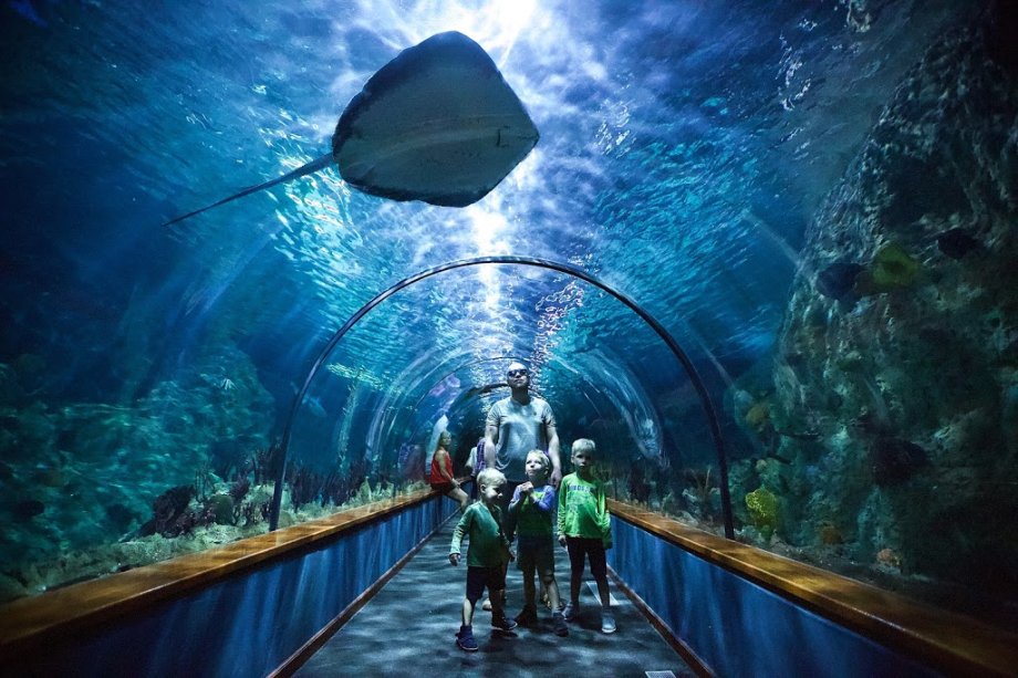 Loro Parque - Foto 3