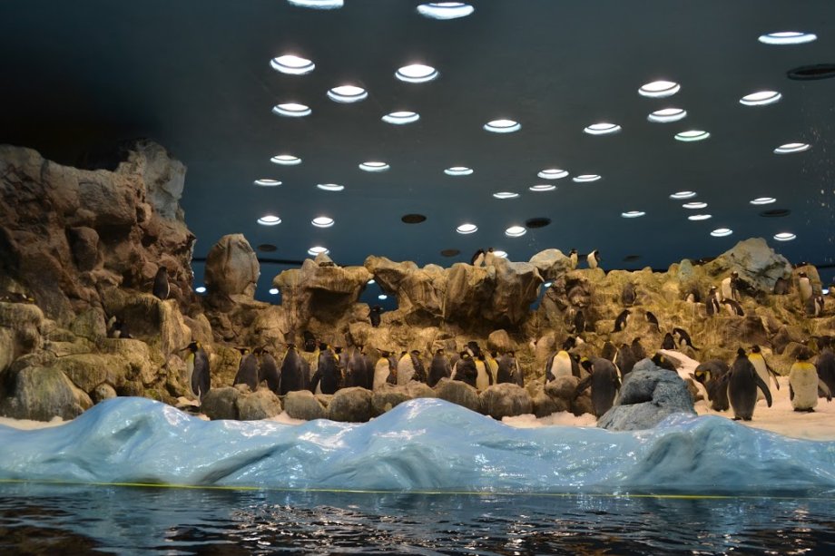 Loro Parque - Foto 6