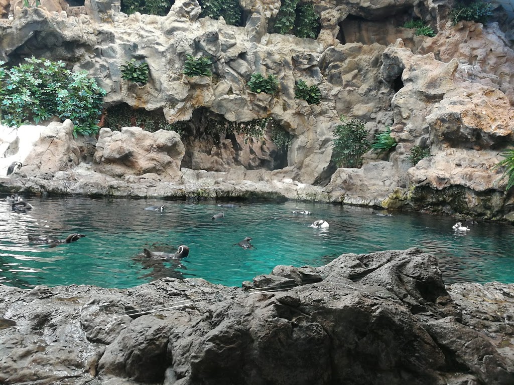 Loro Parque - Foto 1