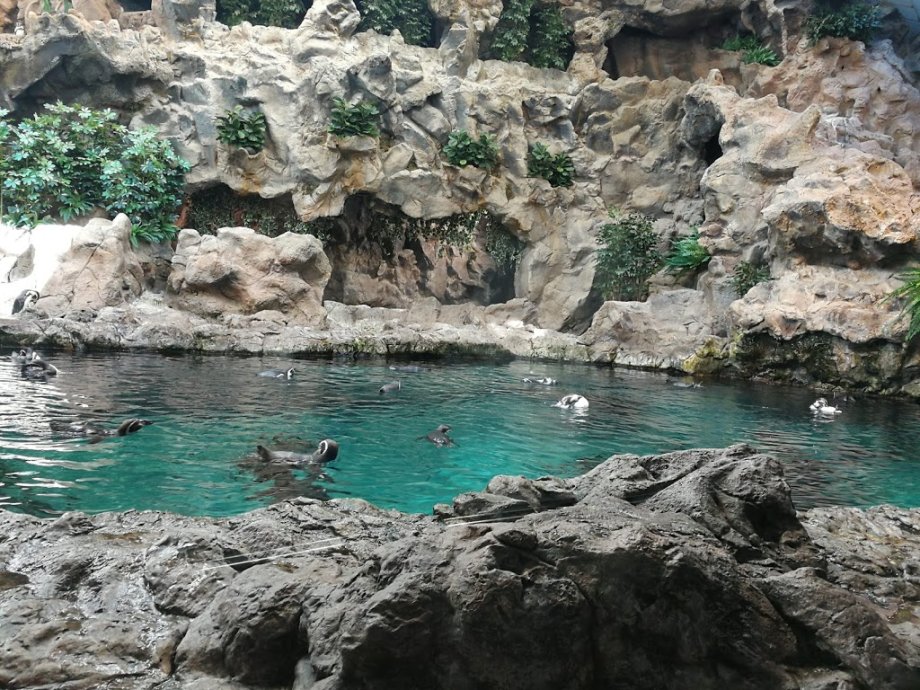 Loro Parque - Foto 8