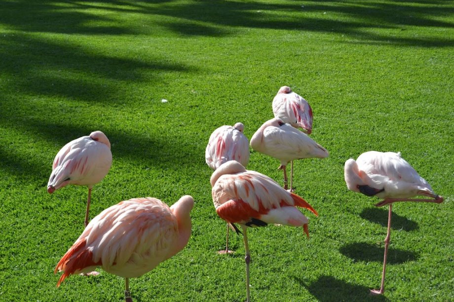 Loro Parque - Foto 9