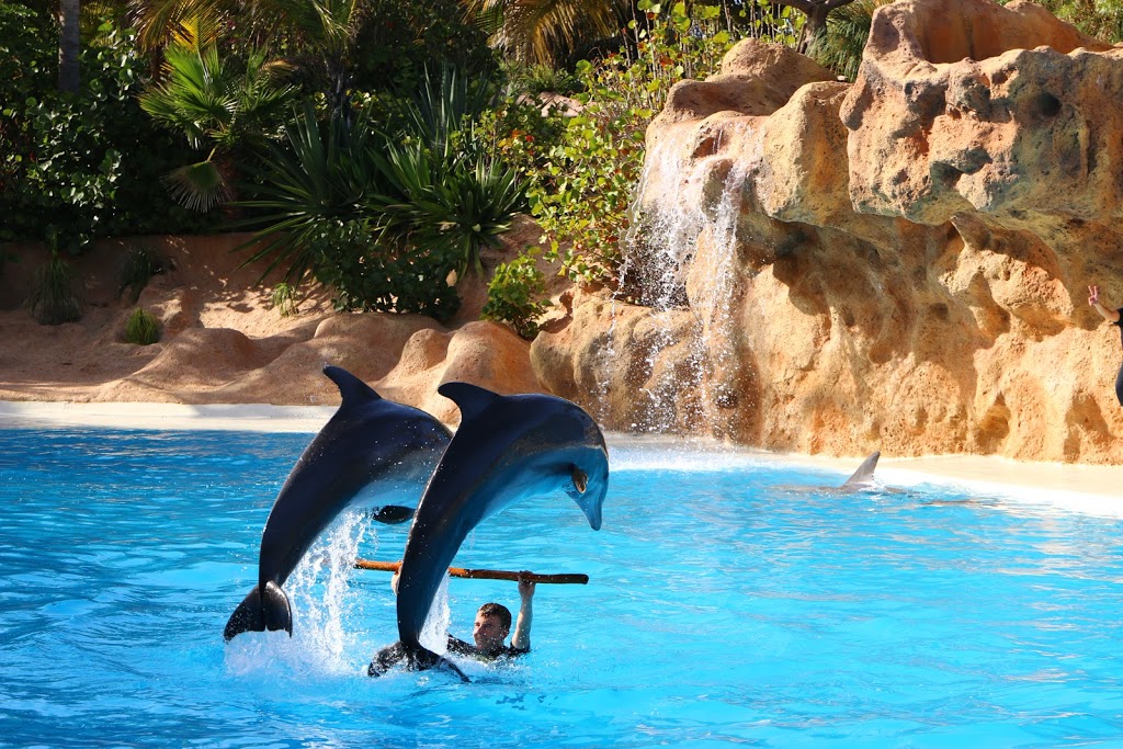 Loro Parque - Foto 1