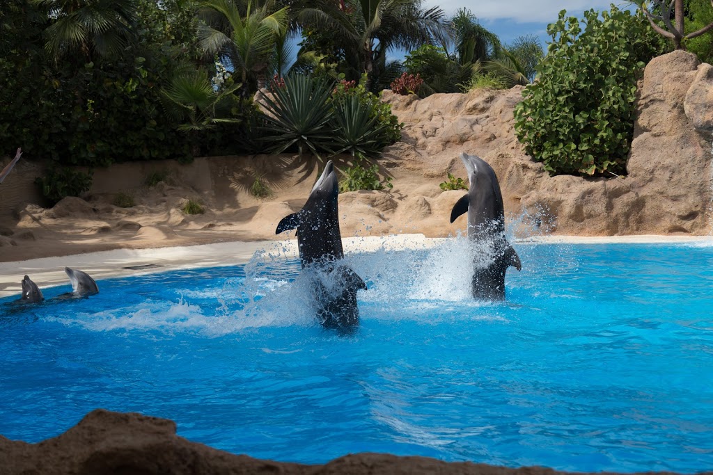 Loro Parque - Foto 1