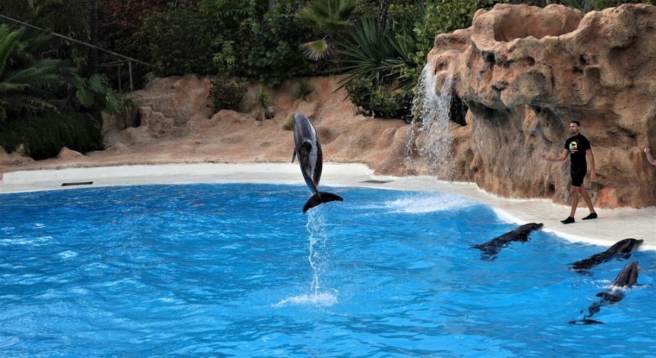 Loro Parque - Foto 15