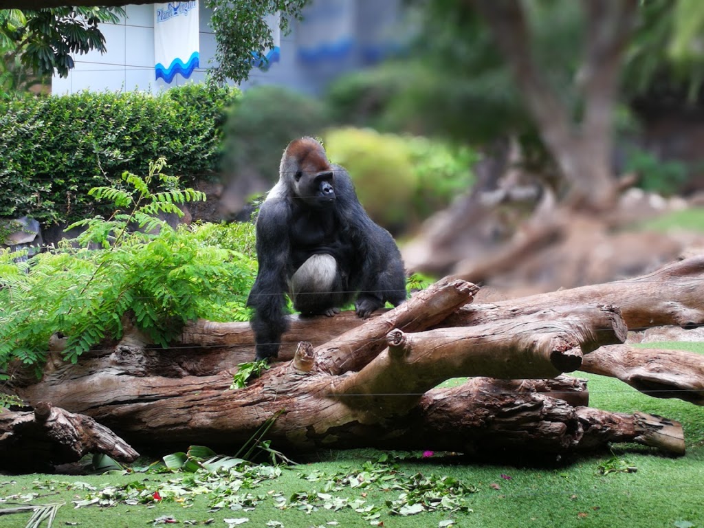 Loro Parque - Foto 1
