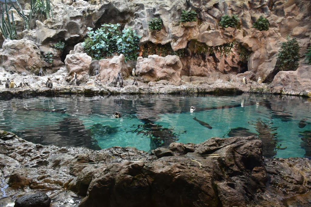 Loro Parque - Foto 1