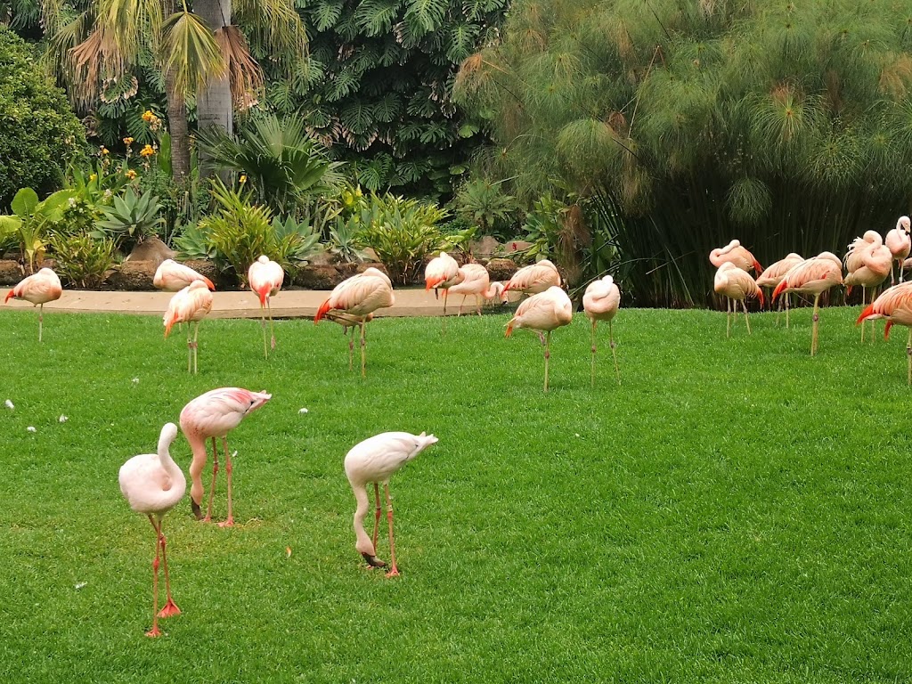 Loro Parque - Foto 1