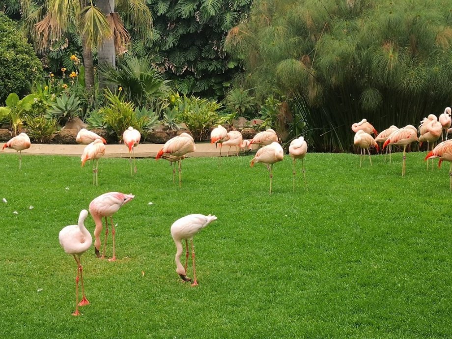Loro Parque - Foto 20