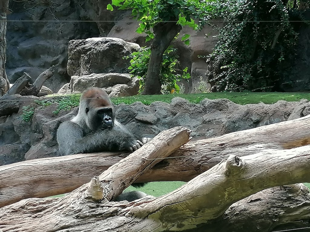 Loro Parque - Foto 1