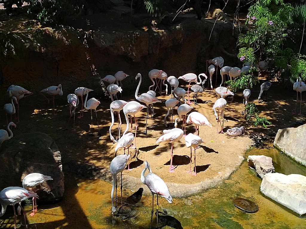 Bioparc Fuengirola - Foto 1