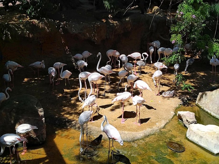 Bioparc Fuengirola - Foto 6