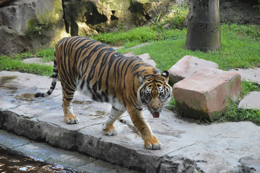 Bioparc Fuengirola - Foto 1