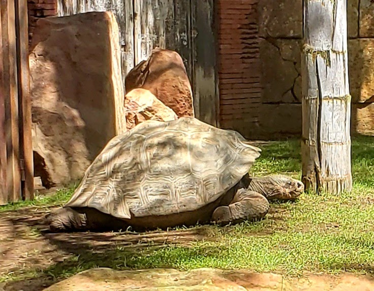 Bioparc Fuengirola - Foto 17