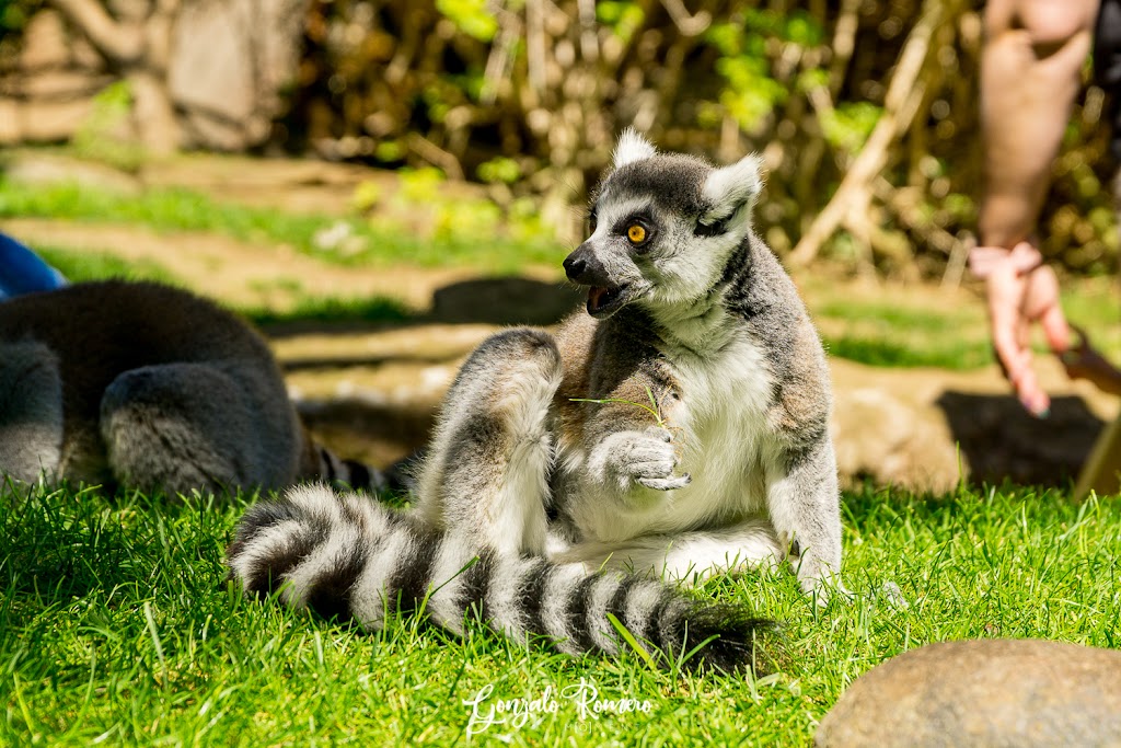 Bioparc Fuengirola - Foto 1