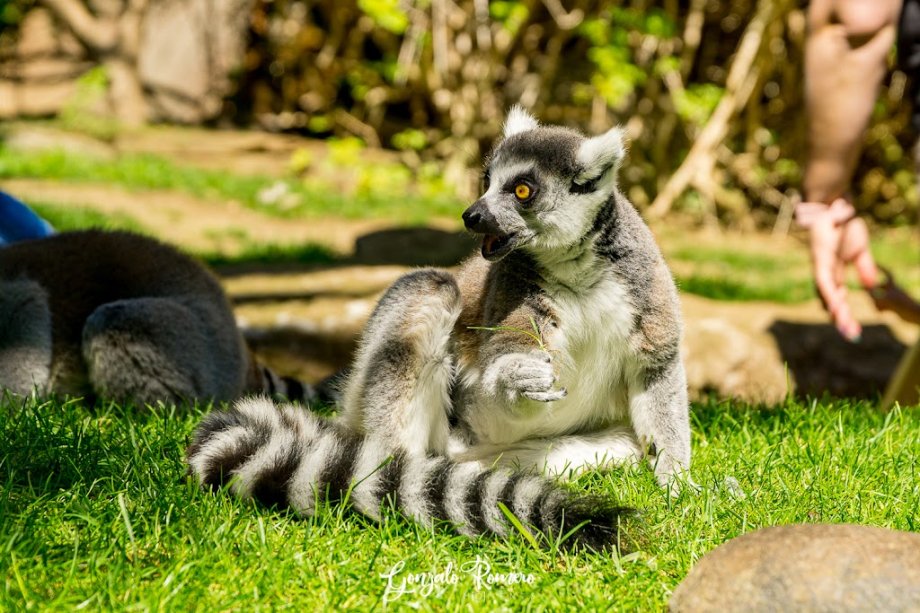 Bioparc Fuengirola - Foto 19