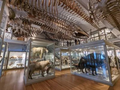 The Harvard Museum of Natural History 3
