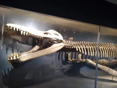The Harvard Museum of Natural History 4