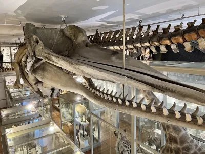 The Harvard Museum of Natural History 2