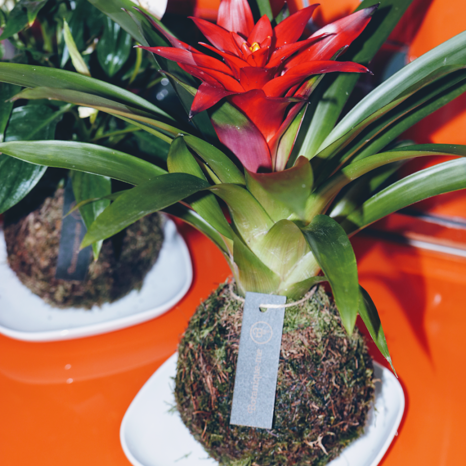 PirlimPimpim Parque de Bolas - Foto 5