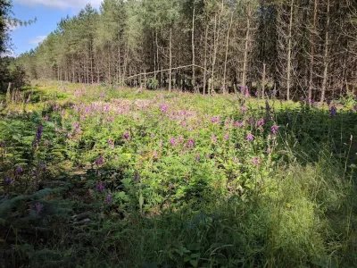 Sherwood Pines Forest Park 2