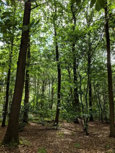 Sherwood Pines Forest Park 1