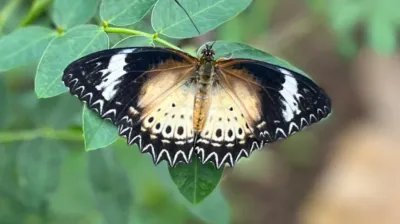 Tropical Butterfly House Wildlife Conservation Park 4