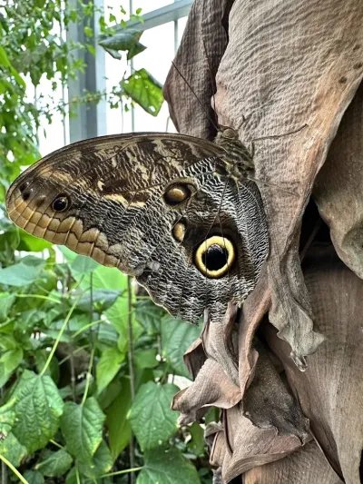 Tropical Butterfly House Wildlife Conservation Park 5