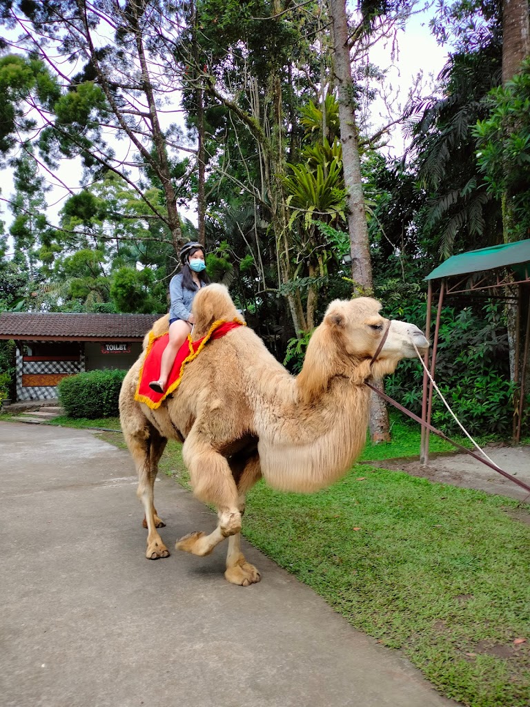 Royal Safari Garden Resort & Convention - Foto 1