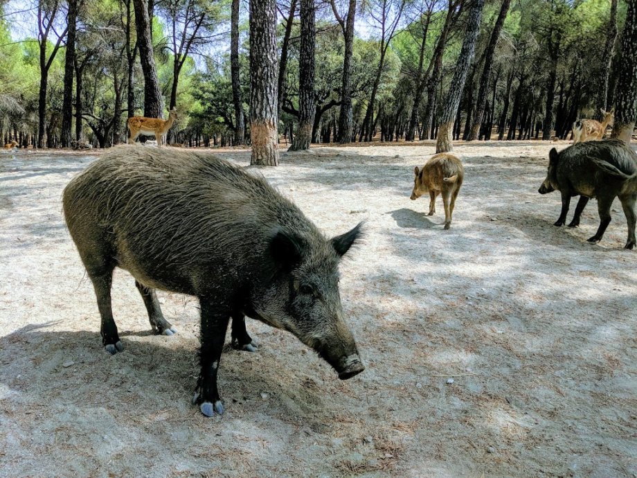 El Torreón de El Pardo - Foto 5