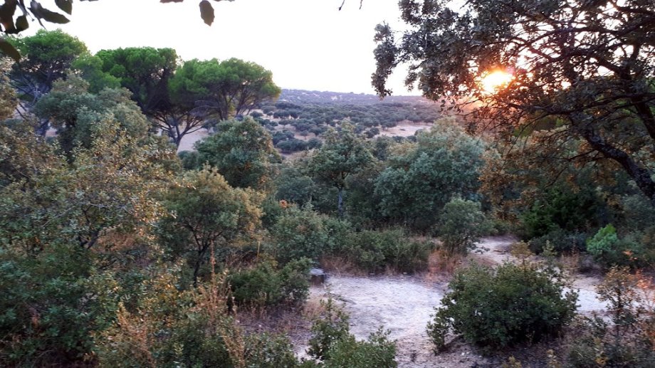 El Torreón de El Pardo - Foto 9