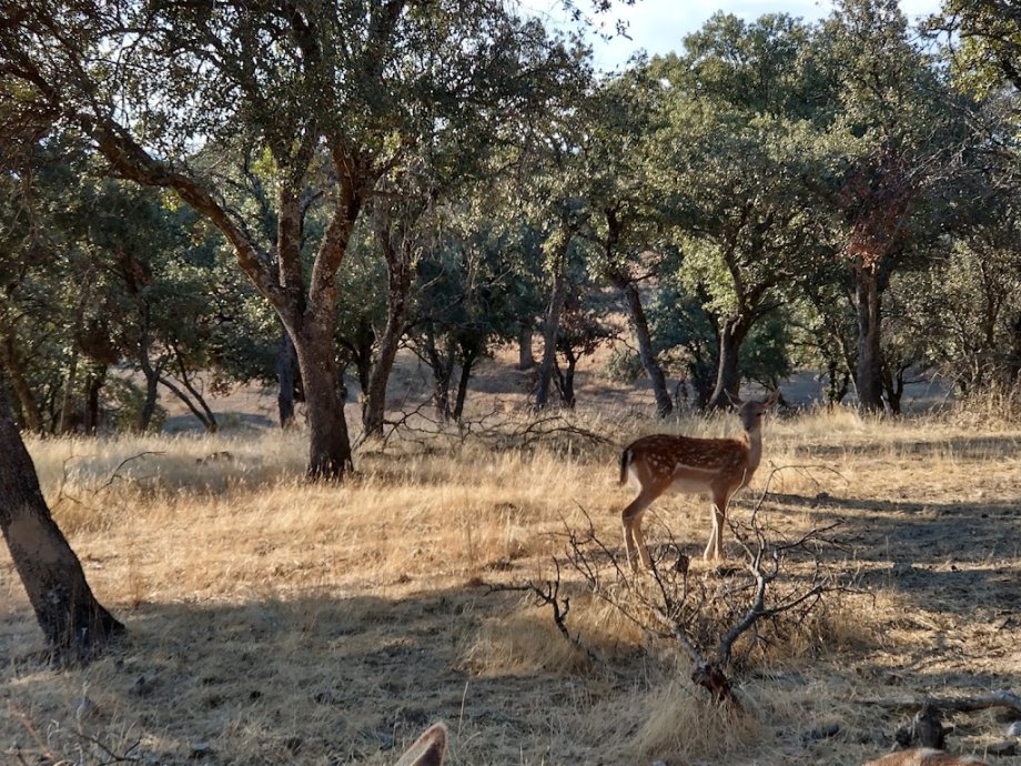 El Torreón de El Pardo - Foto 13