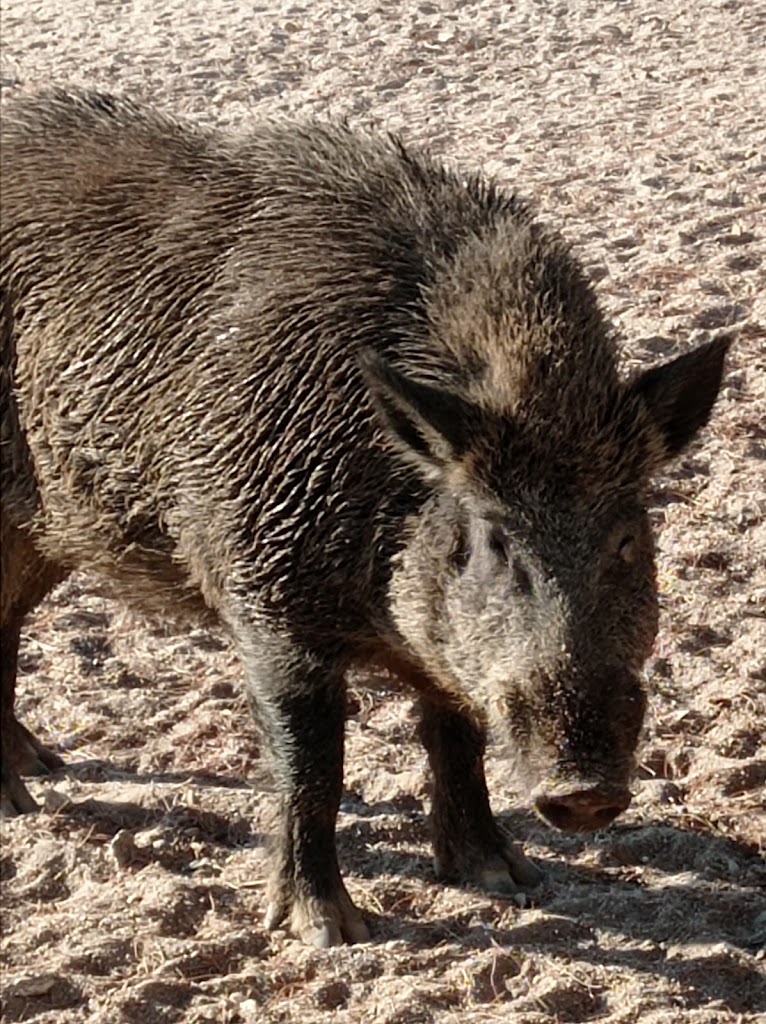 El Torreón de El Pardo - Foto 14