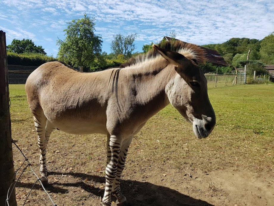 Groombridge Place Estates - Foto 15