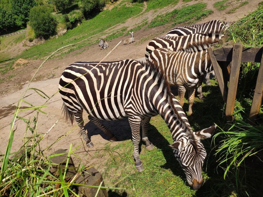 Parque de la Naturaleza de Cabárceno - Foto 6