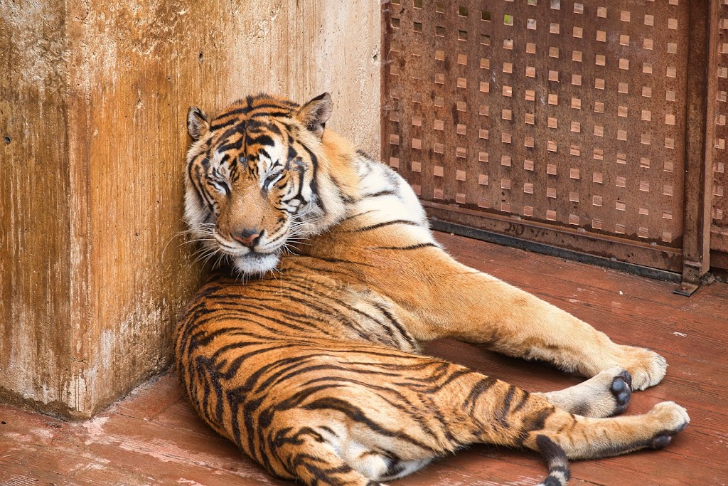 Parque de la Naturaleza de Cabárceno - Foto 1