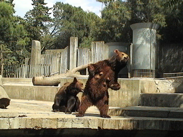 Zoo Aquarium de Madrid - Foto 4