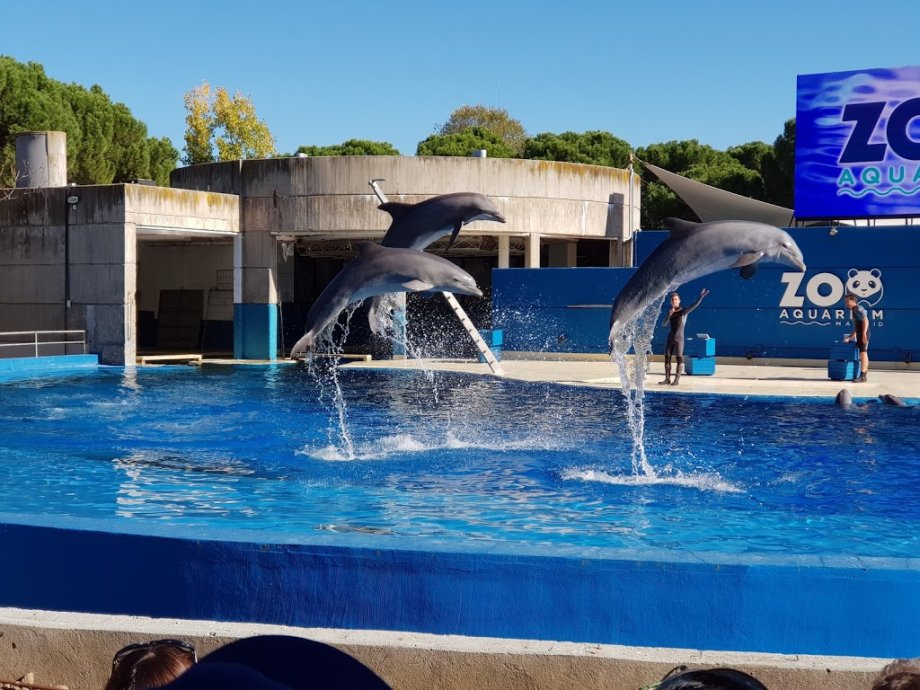 Zoo Aquarium de Madrid - Foto 5