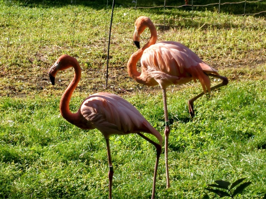 Zoo Aquarium de Madrid - Foto 1