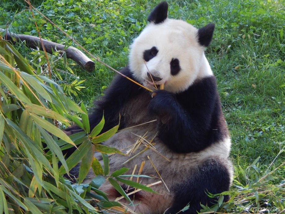 Zoo Aquarium de Madrid - Foto 8