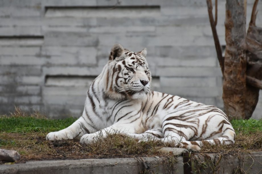 Zoo Aquarium de Madrid - Foto 10